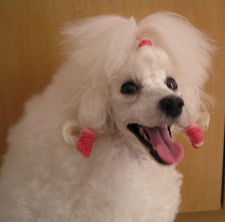 30. den DORLY vyčesaná